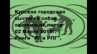 Городская выставка собак охотничьих  пород г.Курск 02.03.2019г. Ринги РГ и РПГ