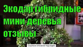 Мини Дерево Киви