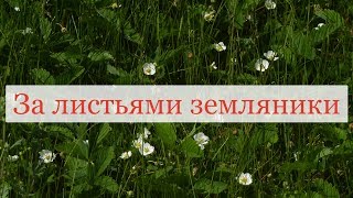 За листьями земляники