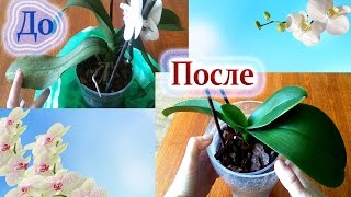 РЕАНИМАЦИЯ ОРХИДЕИ / Все этапы /  Фаленопсис / Phalaenopsis