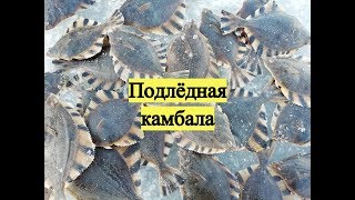 Подлёдная камбала