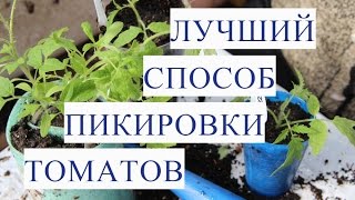 Пикировка Томатов. Рассада Вытянулась. Что Делать Если Вытянулась Рассада Томатов.