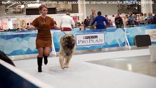 23.12.2017 ВЫСТАВКА "ЗОЛОТОЙ ОШЕЙНИК 2017" КОБЕЛИ ЮНИОРЫ www.r-risk.ru +79262205603 ТАТЬЯНА