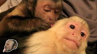 Monkeys Grooming & Talking! SUBTITLES