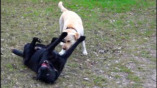?Лабрадоры Астин и Шейла. Ждём щенков. Labradors. Soon puppies.