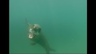 Sea Lion intimidates Surfer in Huntington Beach California When he swims to close.