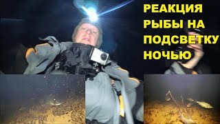 ПОДСВЕТКА ДЛЯ ПОДВОДНОЙ КАМЕРЫ, РЕАКЦИЯ РЫБЫ