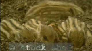Wild Boar & offspring in Veluwe National Park