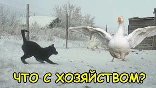 МОЕ ХОЗЯЙСТВО В КОНЦЕ ЗИМЫ.СЕМЬЯ В ДЕРЕВНЕ.