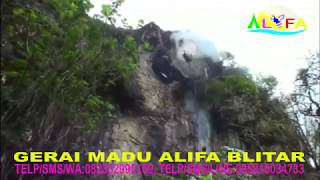 DAHSYAT!!! PANEN MADU LEBAH LIAR DI JURANG TERJAL YANG SANGAT EKSTRIM == 082332995159 JUAL MADU ASLI