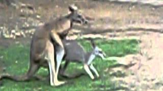 Kangaroos Mating Free Home Exchange & Home Swap in Australia Using www.bobzio.com