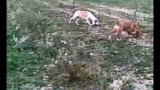 SABUESO ESPANOL  MIGDONIA  ΚΥΝΗΓΙ ΜΕ ΛΑΓΟΣΚΥΛΑ SPANISH HOUND