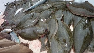 Mirage Sportfishing - 2 Day - July 30-31 2013 - 75 California Halibut - Channel Islands