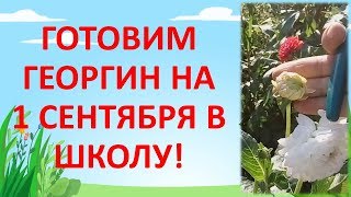 КАК ВЫРАСТИТЬ ГЕОРГИН ДЛЯ ШКОЛЬНОГО БУКЕТА. Как выращивать георгины. Далия.