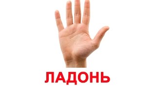 Картинки ЧАСТИ ТЕЛА для детей, карточки по методике Глена Домана «Вундеркинд с пеленок»