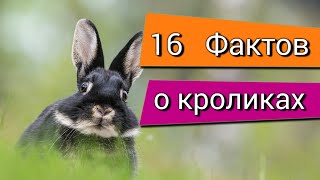 Интересные факты о кроликах