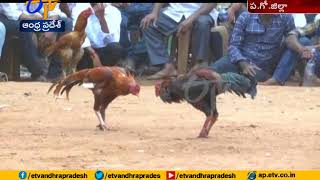 Rooster Fights | Crores Betting in Across State | A Report