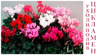 Цикламен, Дряква, Альпийская фиалка (Cyclamen) уход и полив