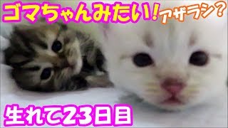 まだズリバイとヨチヨチ歩き！かわいい子猫は成長早いよｗｗ❤(^^♪Animation of my cute kittens.