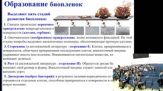 Is it possible to treat the biofilm bacterial infection with ozone?