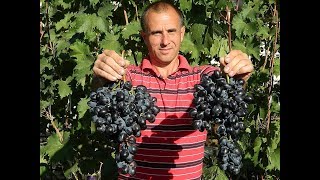 Виноград Атаман Павлюк. Сезон 2017. (Grapes Ataman Pavlyuk. Season 2017)
