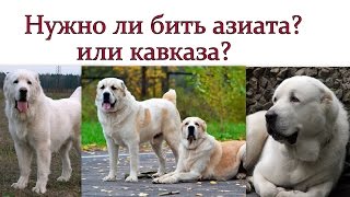 бить азиата в год ? дрессировка и воспитание алабая азиата или кавказа