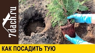 Посадка туи - 7 дач