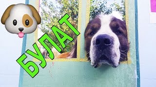 Из жизни моей собаки. Московская сторожевая Булат. Собака медведяка