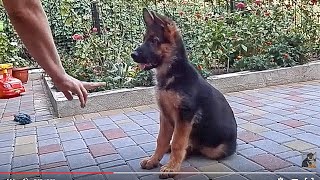 ДРЕССИРОВКА РЭКСА. Щенок немецкой овчарки 3 мес.Training a German Shepherd puppy.Odessa.