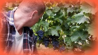Виноград. Почему кусты не приживаются