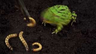 Ceratophrys ornata