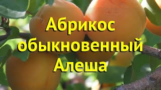 Абрикос обыкновенный Алеша. Краткий обзор, описание характеристик prunus armeniaca ALESHA