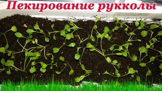 Руккола на подоконнике. Пикирование рукколы.