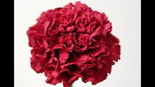 Красная гвоздика бумаги цветок из гофрированной бумаги Craft / DIY ПОЛЕЗНЫЕ СОВЕТЫ ХОЗЯЙКАМ
