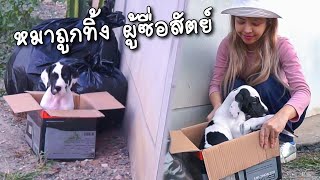 หมาถูกทิ้ง แพนด้าหมาที่โดนทิ้ง ผู้ซื่อสัตย์ หนังสั้น  | แพนด้า กุ๊กกุ๊ก