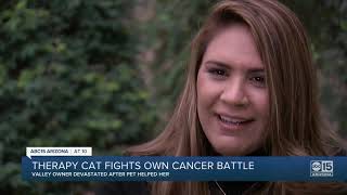 Therapy cat fights own cancer battle