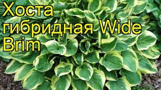 Хоста гибридная Вайд брим. Краткий обзор, описание характеристик hosta hybrida Wide Brim