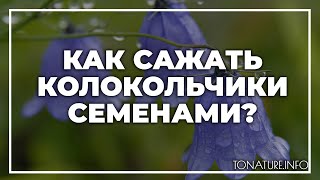 Как сажать колокольчики семенами? | toNature.Info