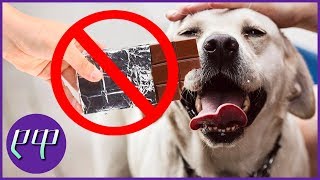 ცხოველებისთვის სახიფათო საკვები ★ ტოპ ფაქტები ★