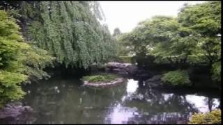 ▶️ Bird Sound Effects. Relaxing Birds Chirping. Bird White Noise. 12 Hours ?