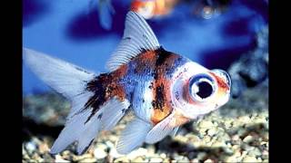 Самые распространенные и неприхотливые аквариумные рыбки/The most undemanding aquarium fish