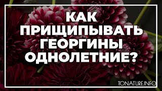 Как прищипывать георгины однолетние? | toNature.Info