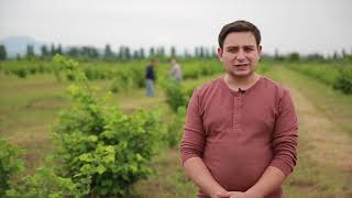 სადემონსტრაციო ნაკვეთი  თხილის ბაღები მარტვილი 24,05,2019