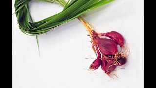 LUAR BIASA!! Khasiat Bawang Dayak, Umbi Ajaib Penakluk Berbagai Penyakit
