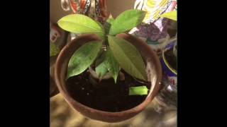 Newly Updated: Mangosteen Seedlings