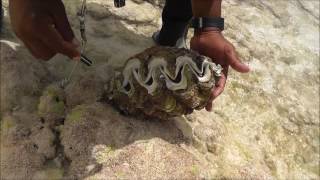 Shells, clam mollusk, corals, Christmas Island, Kiribati