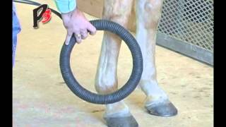 Equine P3 Therapy