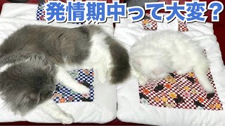 発情期中の飼い猫ってどれだけ大変なの？