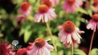 Питомник растений "НАТАЛИС" / NATALIS plant nursery