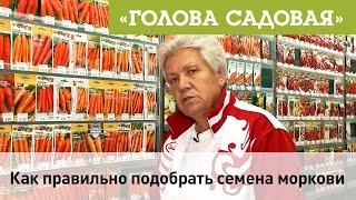 Голова садовая - Как правильно подобрать семена моркови под посадку